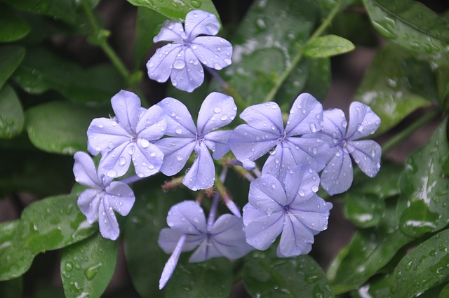 ルリマツリの花言葉と由来：美しい青い花に秘められた意味