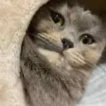 るりま